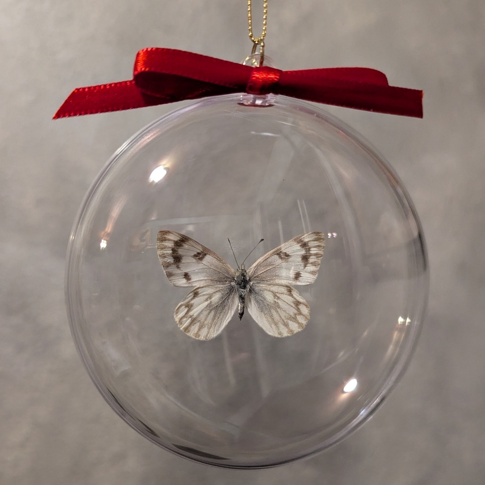 Christmas Ornament Real Butterfly
